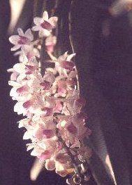 orchid1.jpg