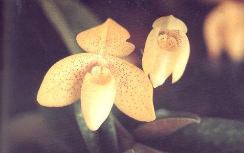 orchid3.jpg